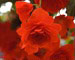 蔓薔薇